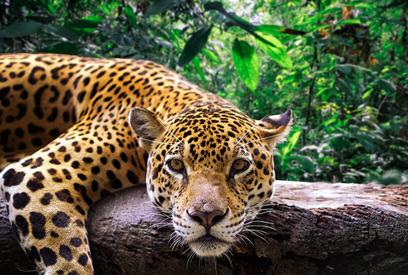 Amazon wildlife, Jaguar